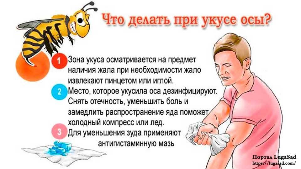 Кожная аллергия: первая помощь при укусе пчелы