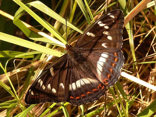 Бабочка ленточник — описание, среда обитания, виды