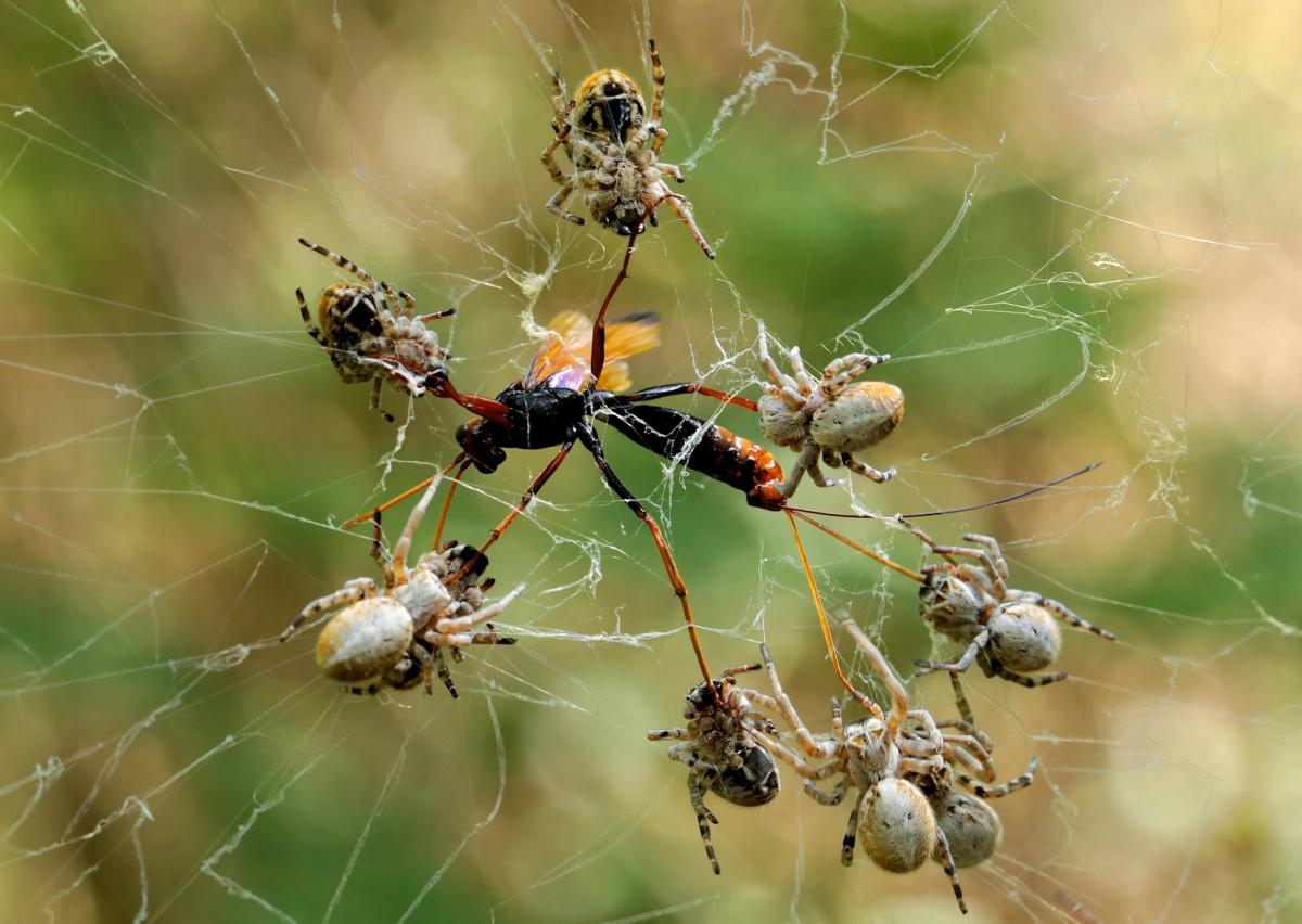 Почему не стоит убивать пауков в своем доме - мнение ученых-энтомологов - hi-tech