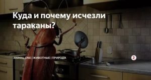 Куда делись тараканы: почему исчезли из квартир и больших городов, описание причин русский фермер