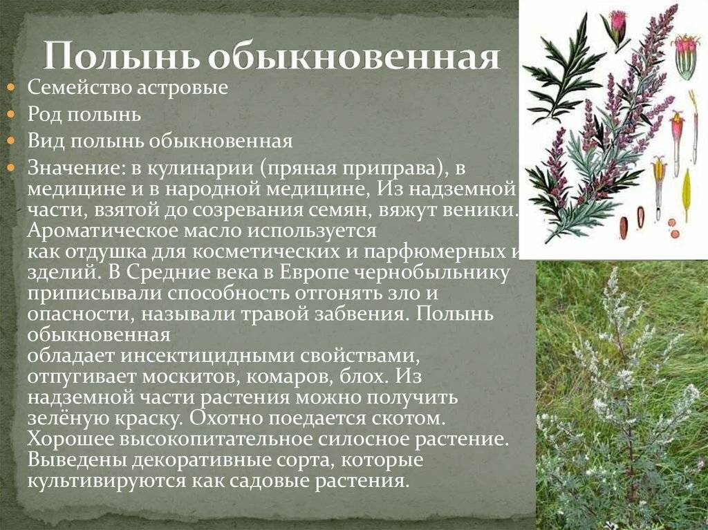 Почему клопы боятся полынь. помогает ли полынь от клопов. отзывы