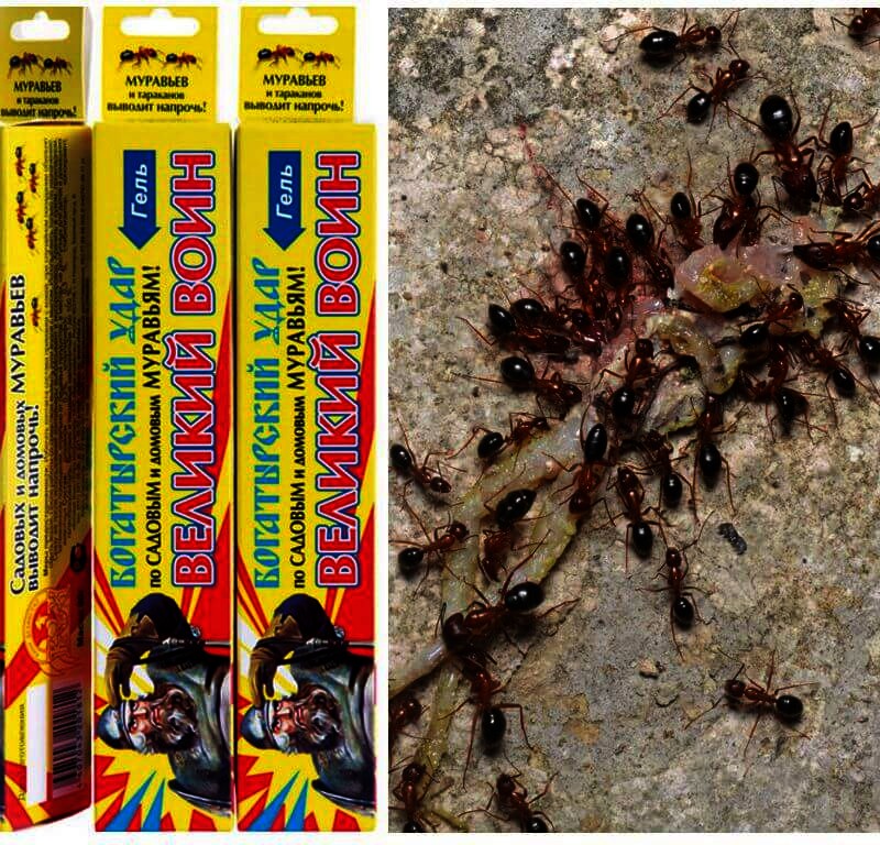 Как выбрать лучшее средство от муравьёв в доме
