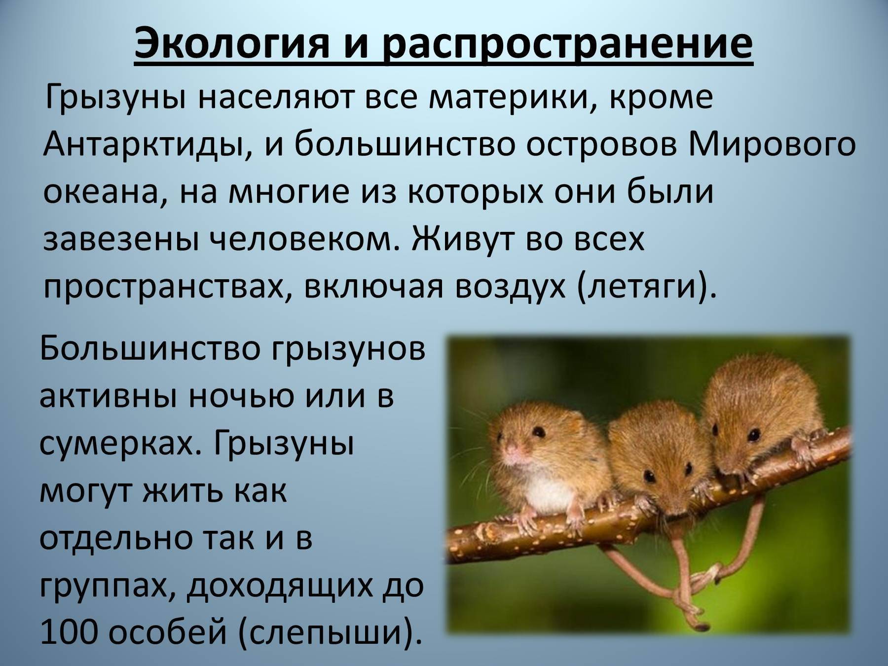 Грызуны