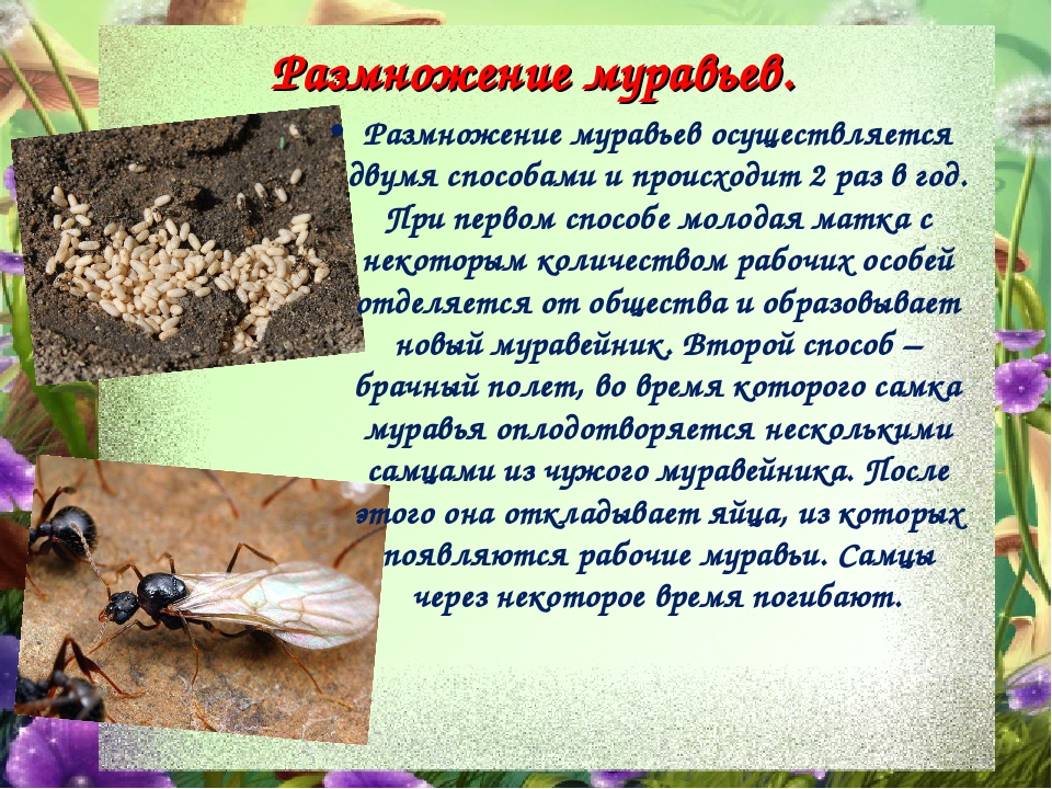 Взрослые особи и яйца муравья: описание жизненного цикла насекомых
