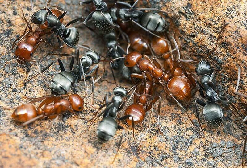 Бродячие муравьи — как выглядят, где обитают, отличительные особенности развития колонии