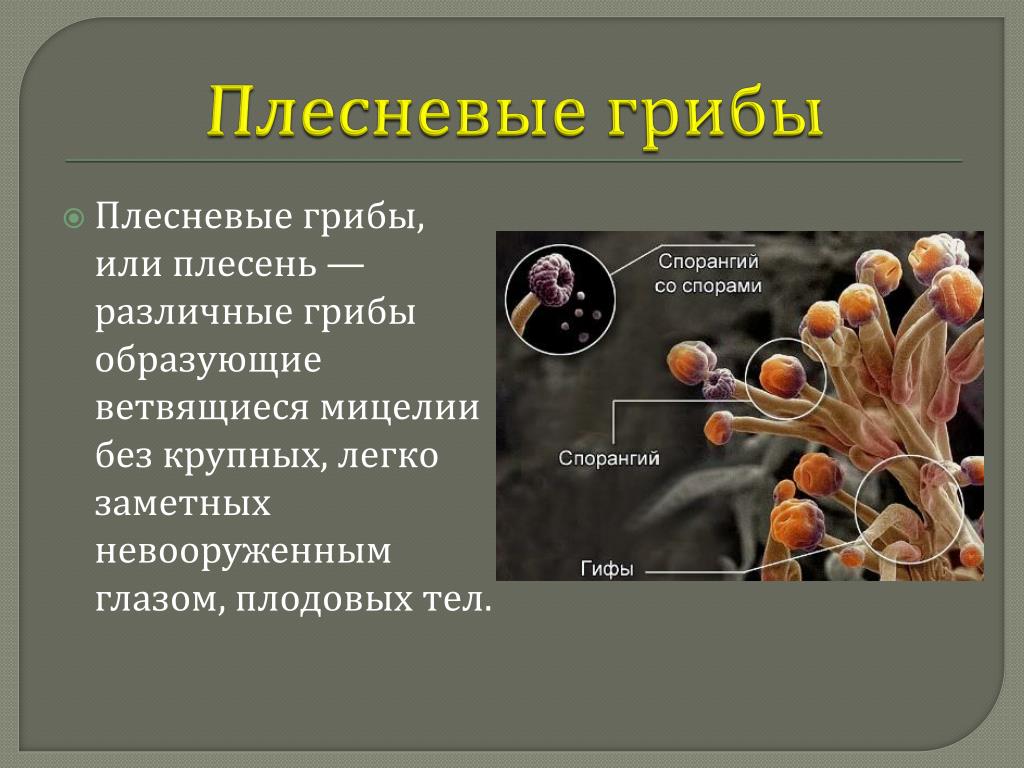 Плесневые грибы представители. Плесневые грибы микробиология. Сапрофиты, симбионты, комменсалы, паразиты.. Плесневелые грибы 5 класс биология. Сообщение про плесневелые грибы 5 класс.