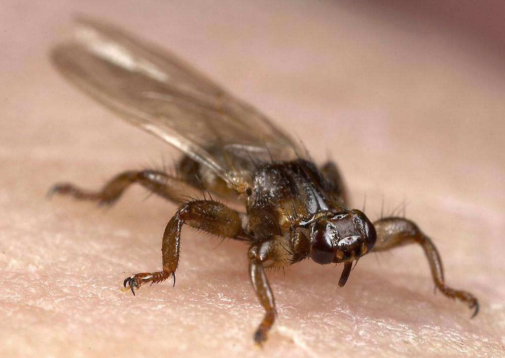 Чем опасна лосиная муха