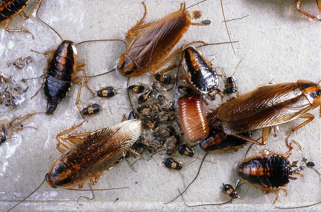 Маленькие тараканы: как выглядят, что делать если появились дома