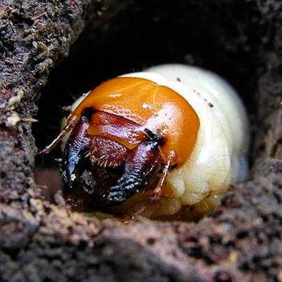 Чем отличаются личинки медведки и майского жука