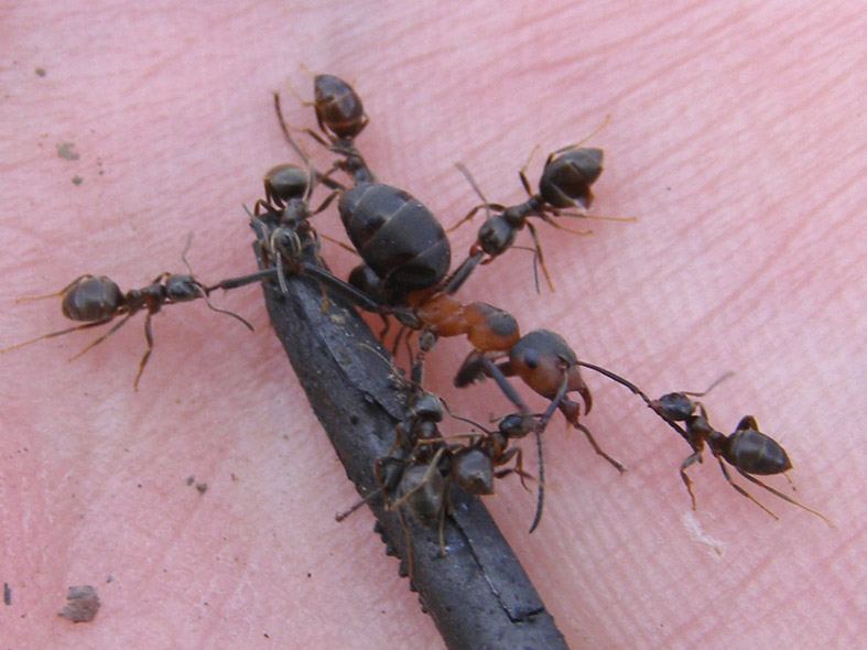 Сколько весит муравей и во сколько раз муравей поднимает больше своего веса?