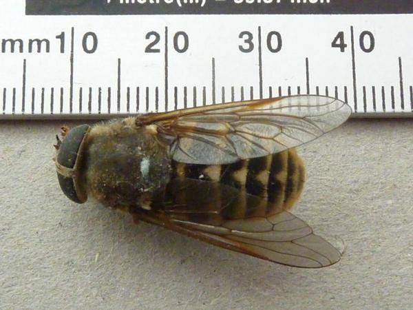 Самая большая муха в мире: невероятные размеры обычного насекомого