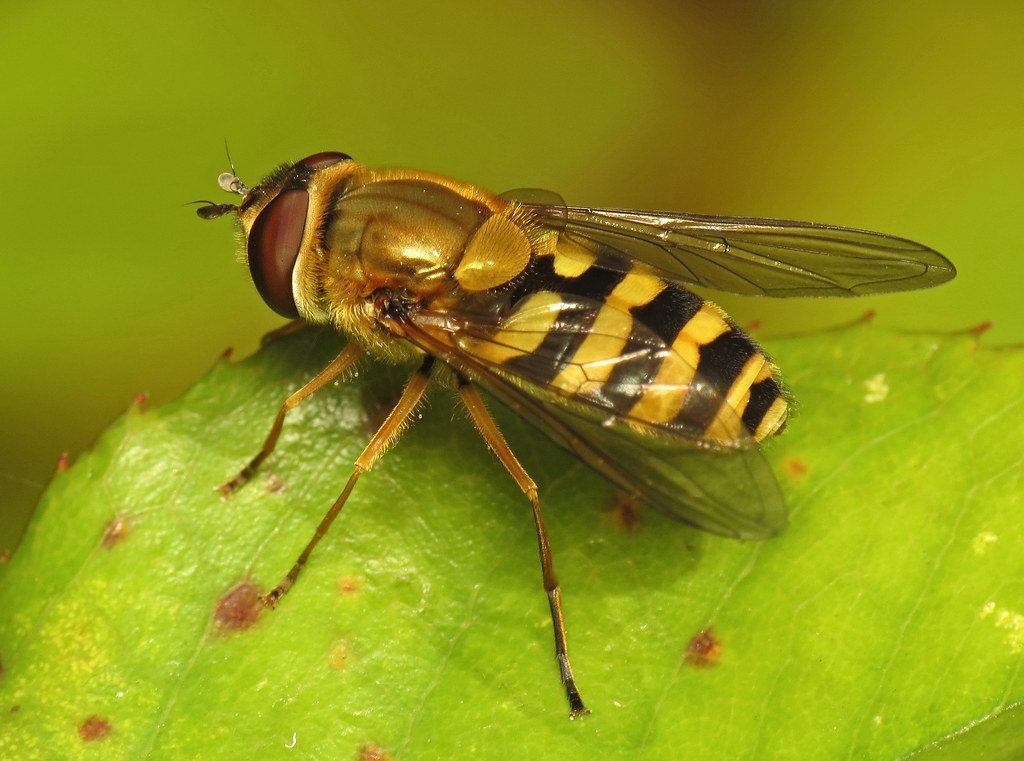 О мухе похожей на осу с длинным телом и жалом, личинки мухи пчеловидки