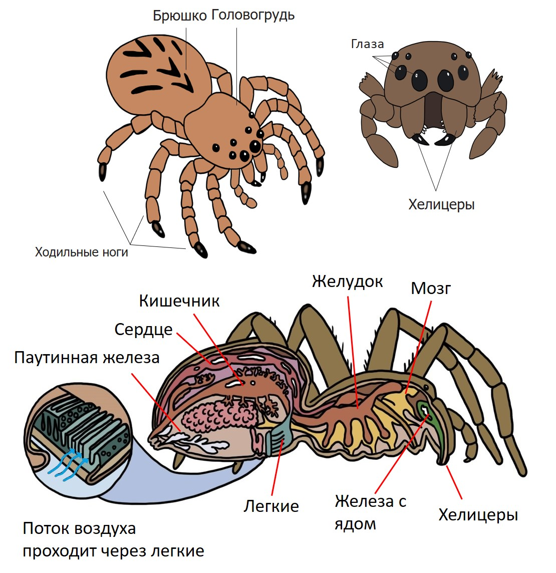 Представители паукообразных, многообразие класса и среда обитания по списку