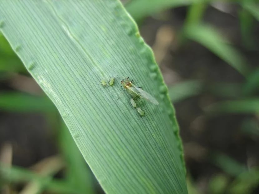Размножение мух: органы размножения, выкладка яиц, развитие личинок и жизненный цикл
