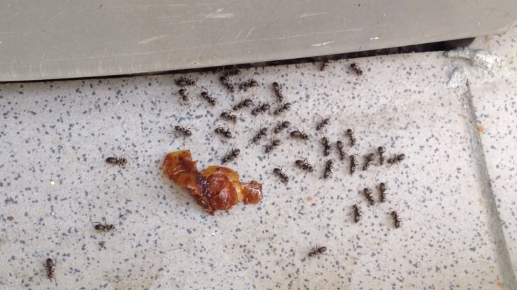 Как избавиться от муравьев в доме и квартире: средства для борьбы, чем травить