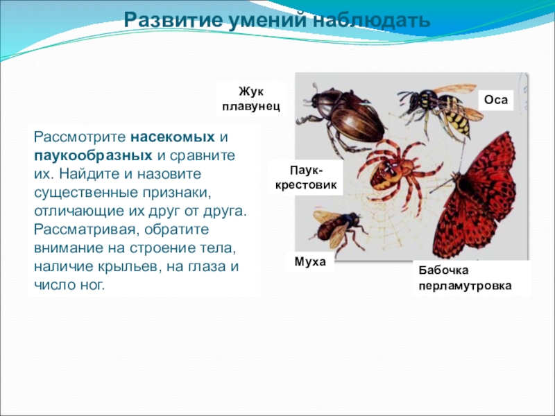 Чем отличаются пауки от насекомых — книгиру.рф