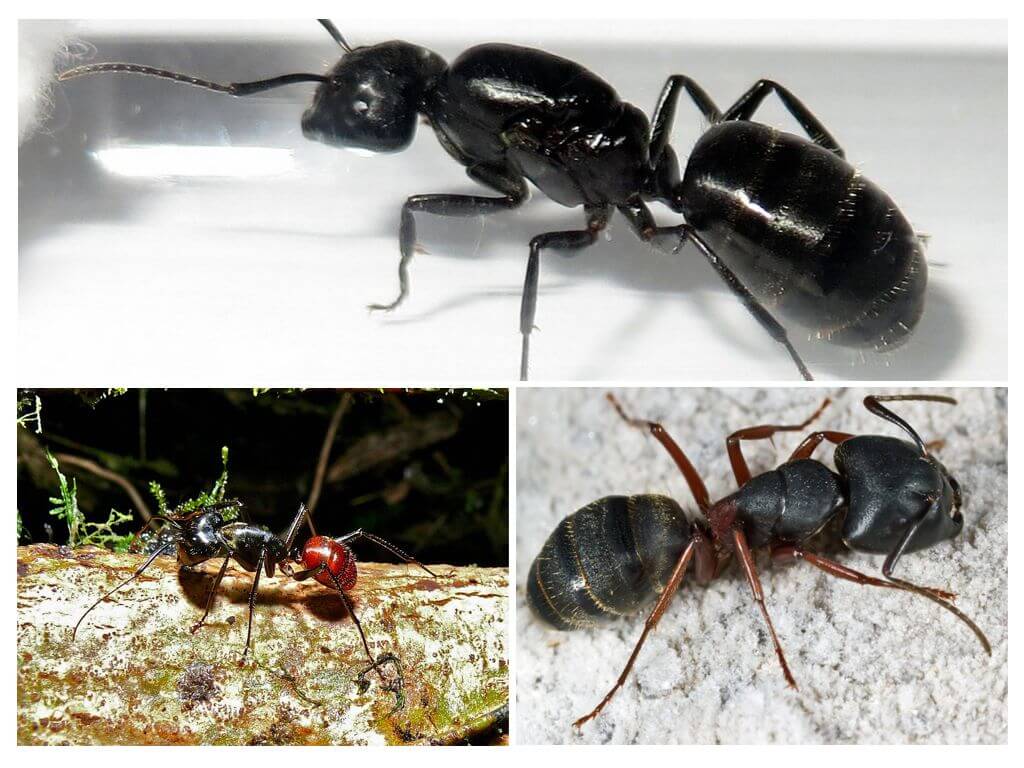 Самый большой муравей - описание жизнедеятельности и внешнего вида