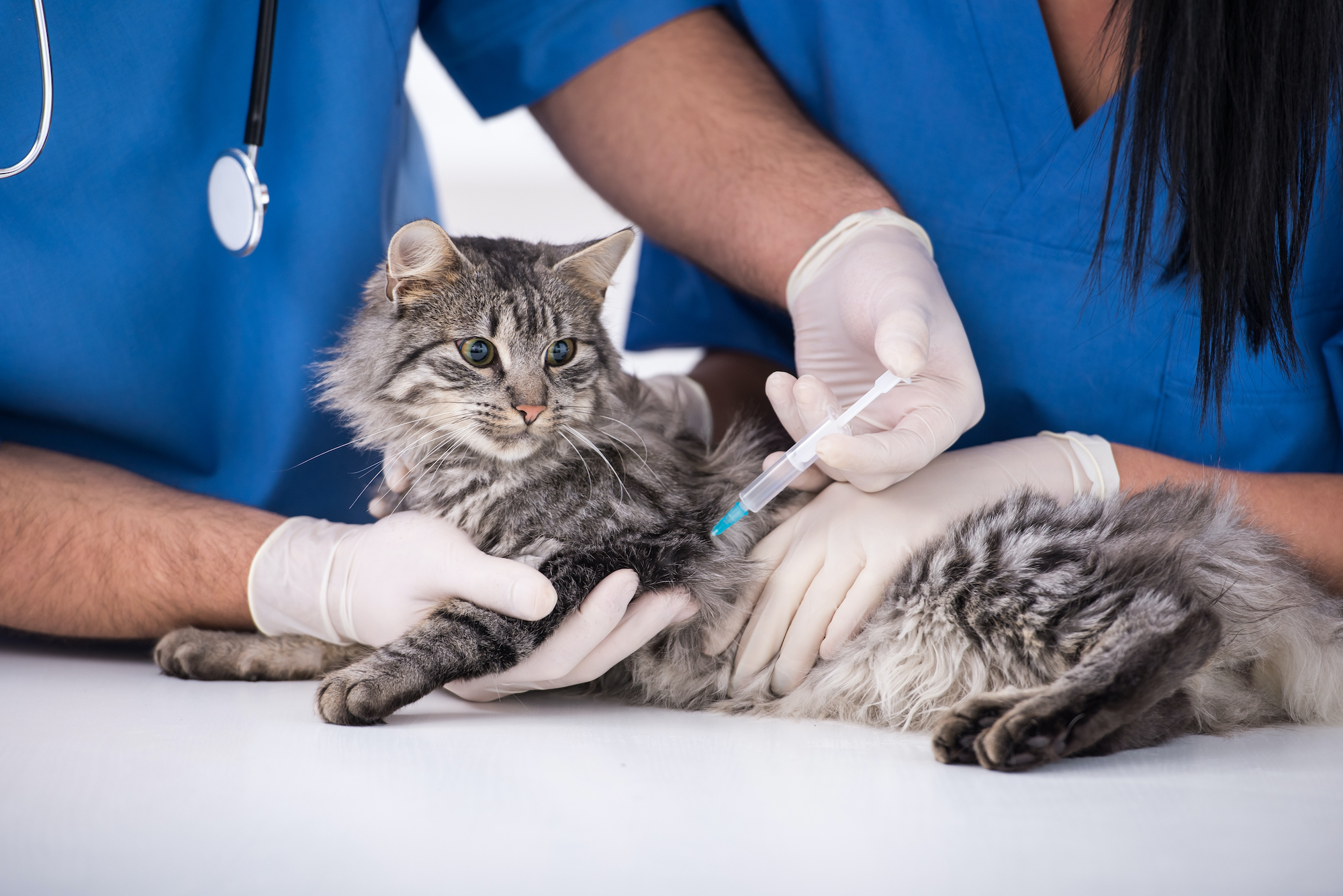 4 вида вакцин для кошек, а также прививка от блох, как делают укол?