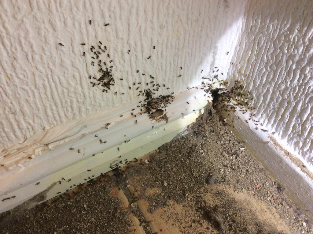 Летающие муравьи и как избавиться от них в доме