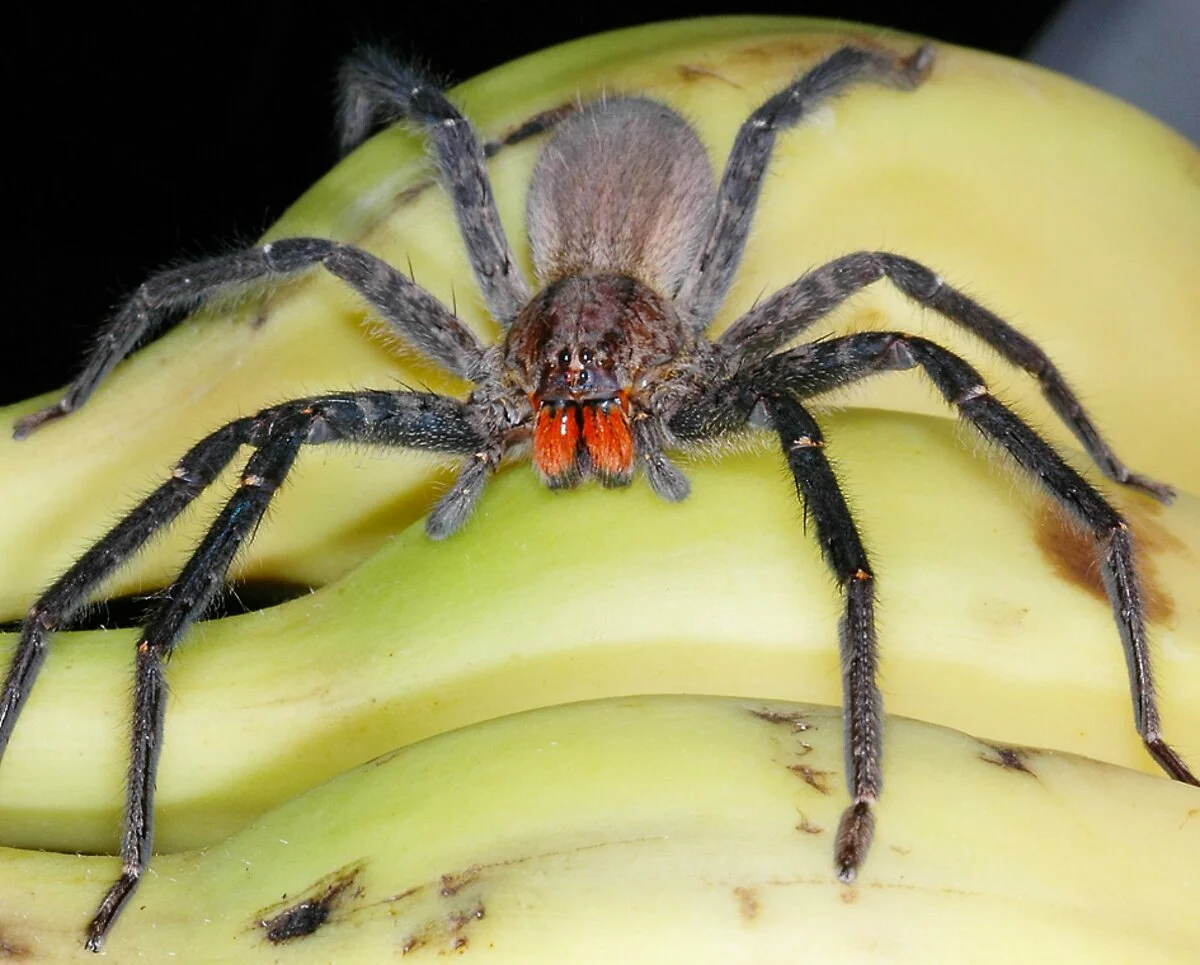 Последствия укусов пауков
последствия укусов пауков — медицинская энциклопедия