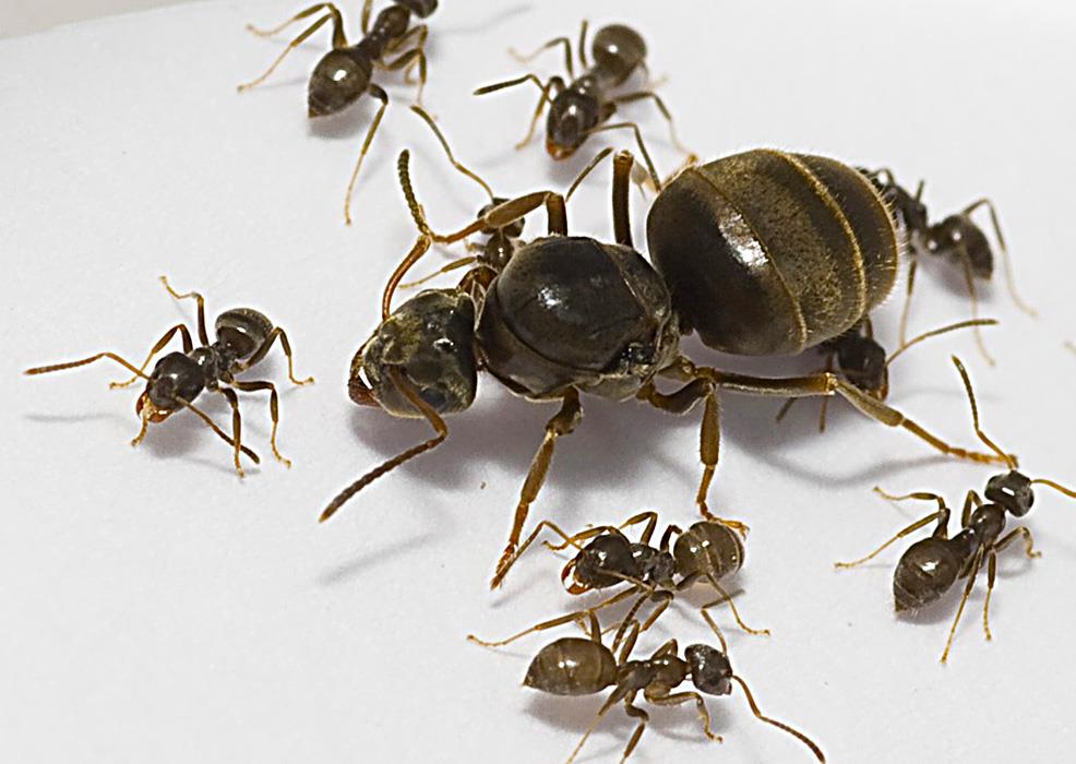 Домашние муравьи откуда берутся в квартире и как избавиться?