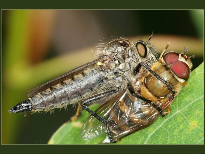 Почему мухи садятся на человека: причины назойливости насекомых