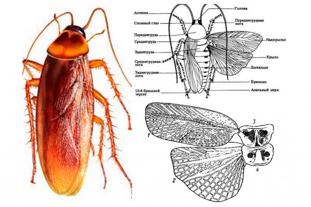 Особенности строения таракана секрет живучести раскрыт
