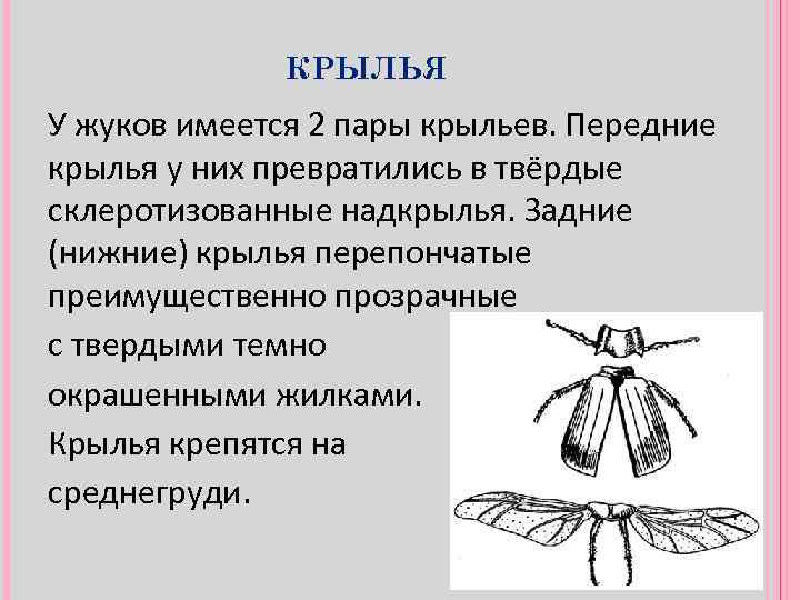 Майский жук ☑️ как выглядит хрущ, где обитает, чем питается, внешнее и внутреннее строение, образ жизни, интересные факты о насекомом, как бороться с личинками жука