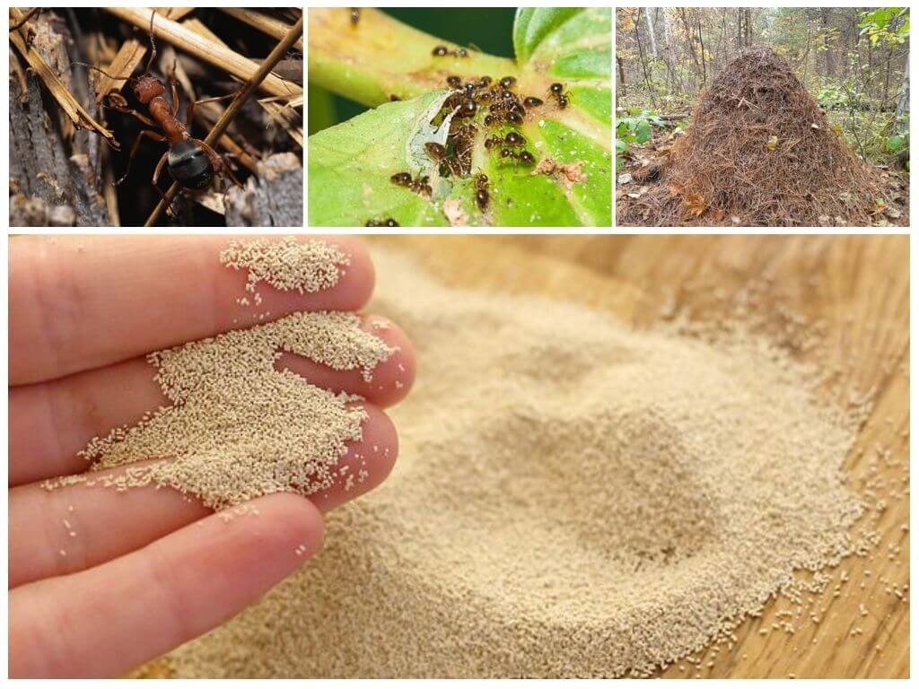 Пшено и манка от муравьев на дачном участке: как с помощью этих ингредиентов от них избавиться, отзывы