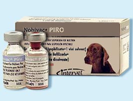 Прививки для собак: какие делают и когда?