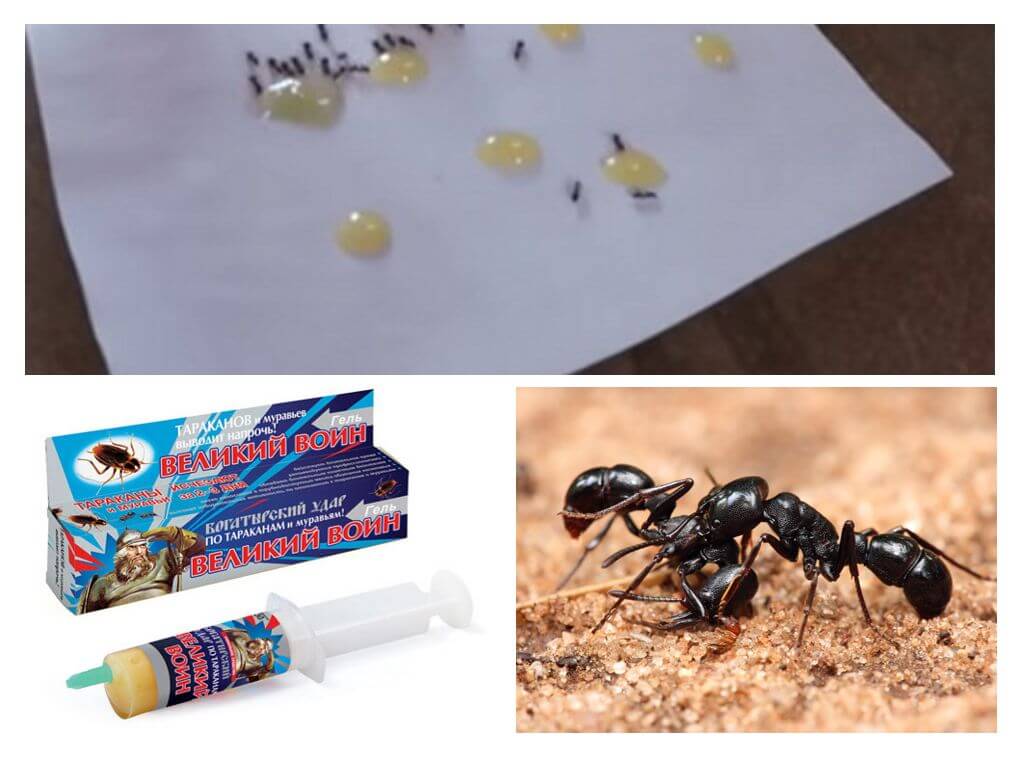 Средство от муравьев в квартире: отпугиватель, аэрозоль, порошок, гель и приманка русский фермер