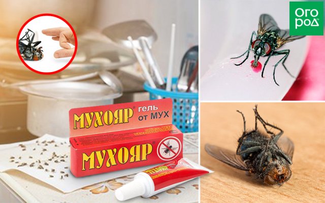 Эффективные способы борьбы с мухами на даче