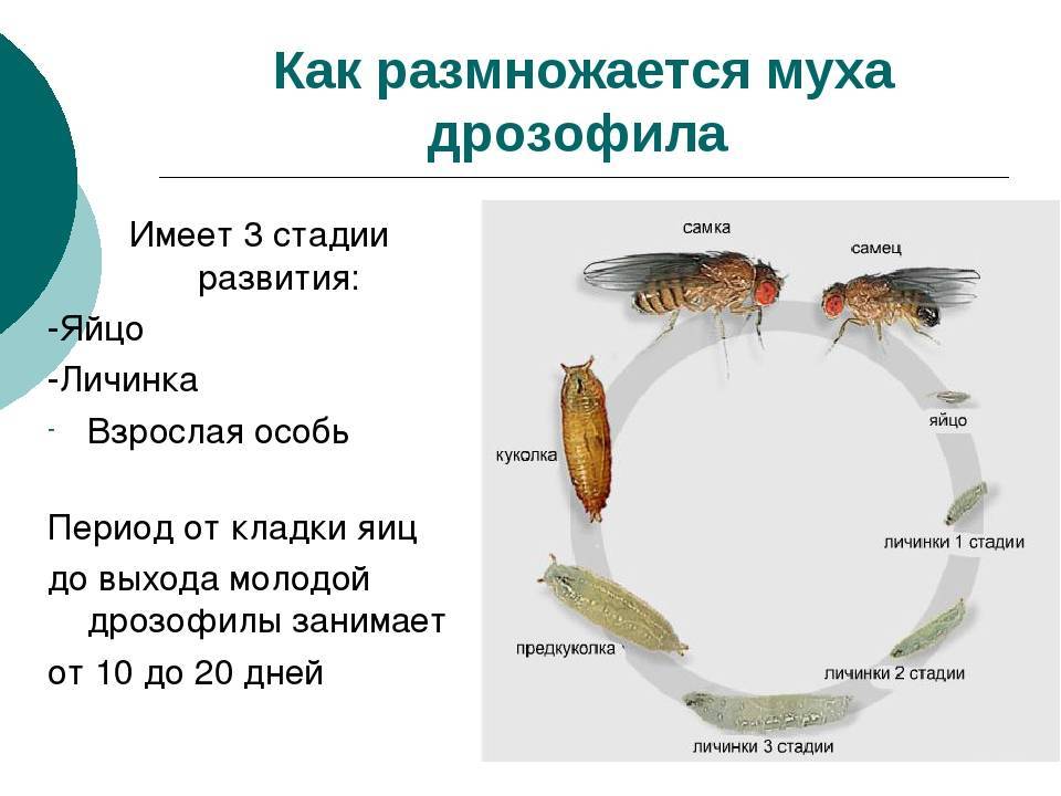 Что едят мухи? особенности питания, строение ротового аппарата
