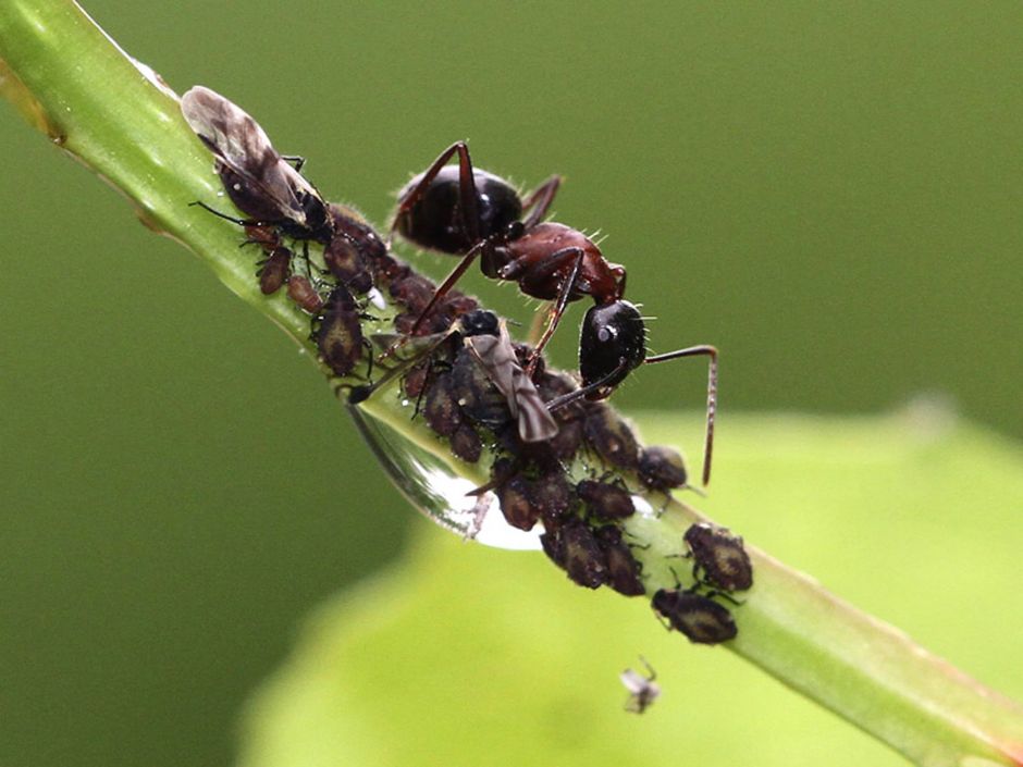 Опасные взаимоотношения для посадок — симбиоз муравьев и тли. как уберечь растения?