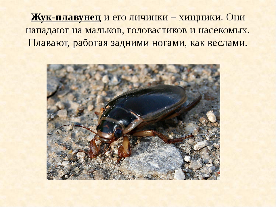 Жук плавунец — интересные факты о насекомом | vivareit
