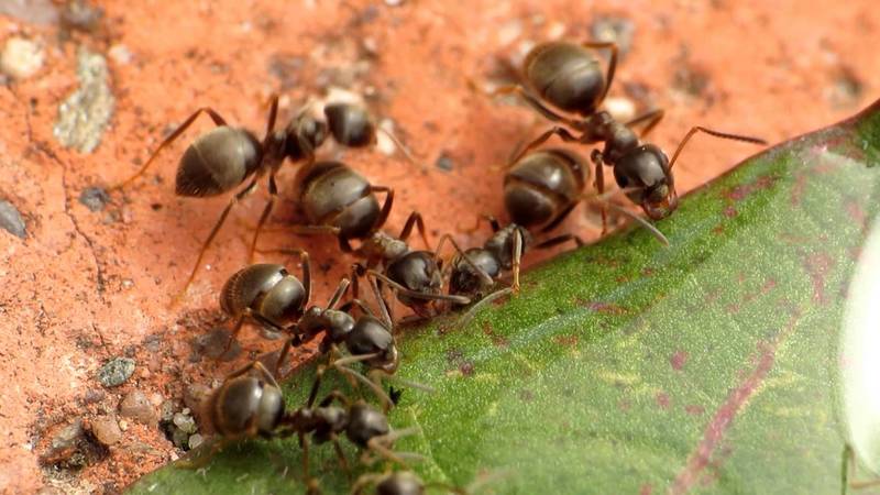 Лесные муравьи на даче как бороться