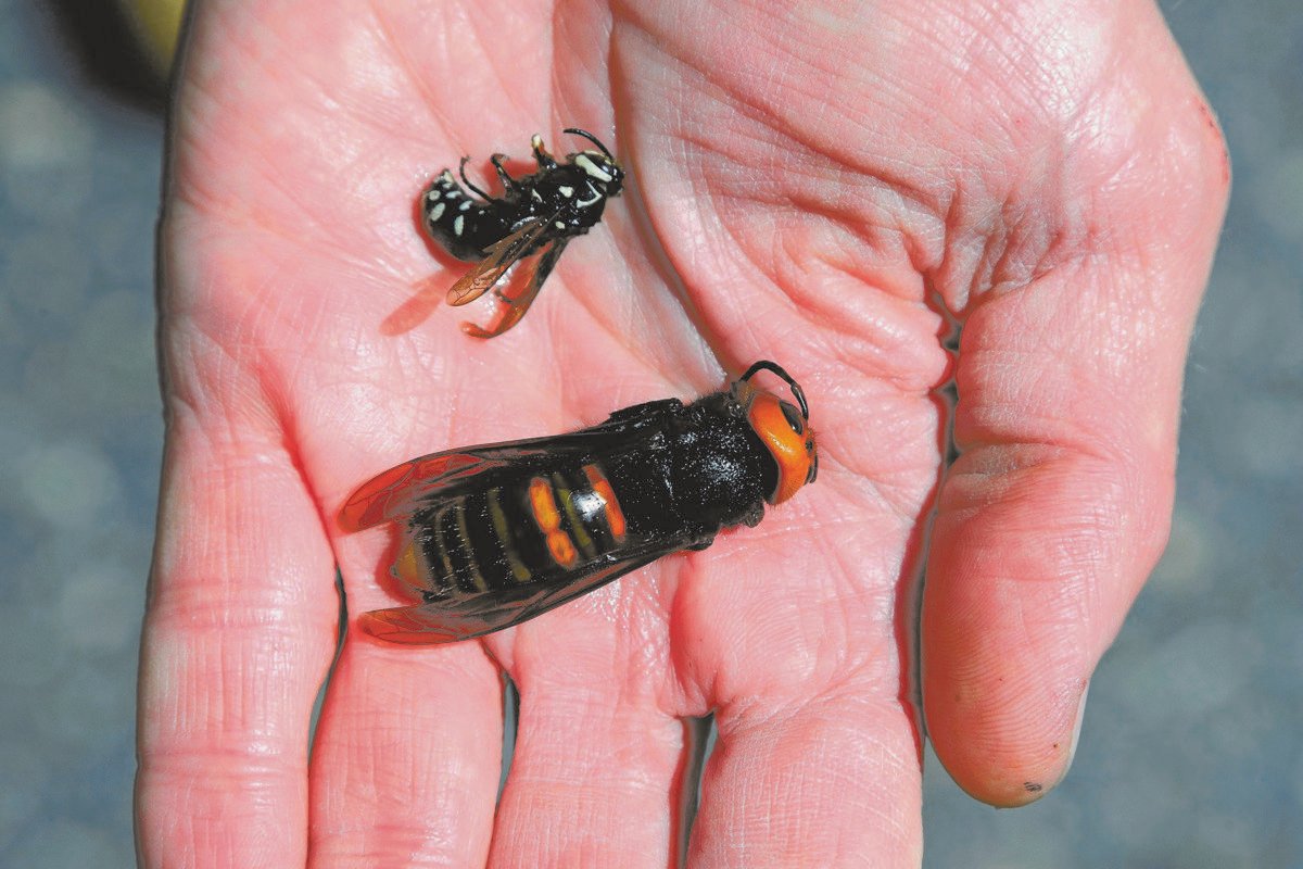 Самые большие осы – названия, фото и описание
