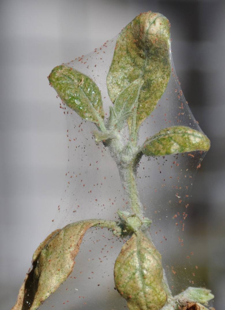 Паутинный клещ на комнатных растениях: откуда берется, как выглядит на фото, как бороться