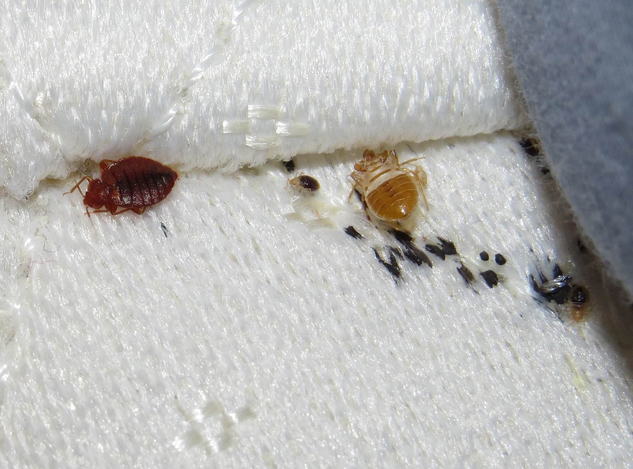 ❶ личинки домашних постельных клопов: как они выглядят и как с ними бороться
