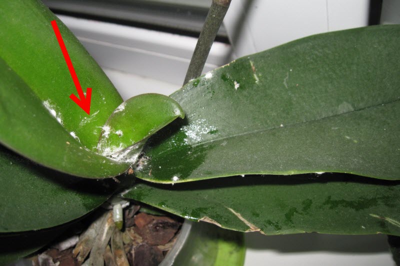 Червец мучнистый на орхидее: как избавиться от вредителя, чем обработать, народные средства и препараты, симптомы появления