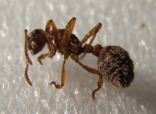 Борьба с клещами у муравьёв | клуб любителей муравьев