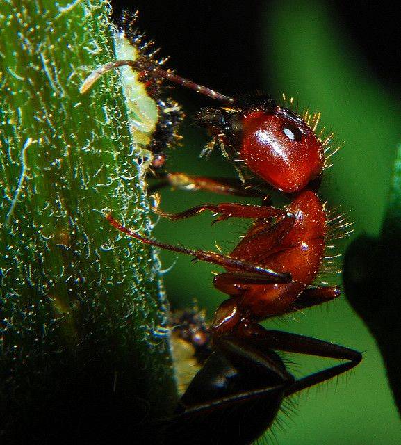 Красные муравьи и их опасность для человека