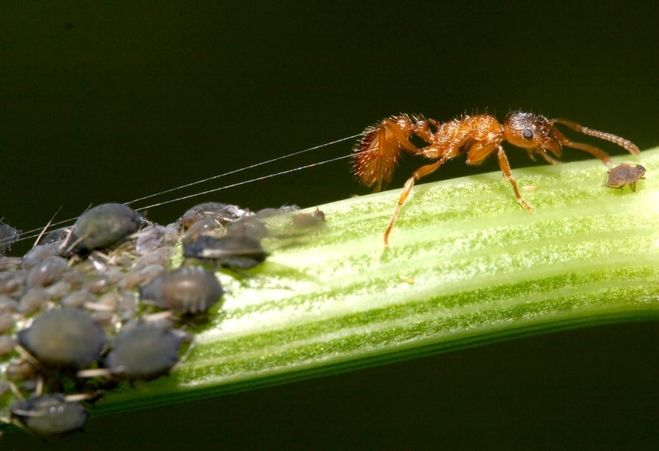 Опасные взаимоотношения для посадок — симбиоз муравьев и тли. как уберечь растения?