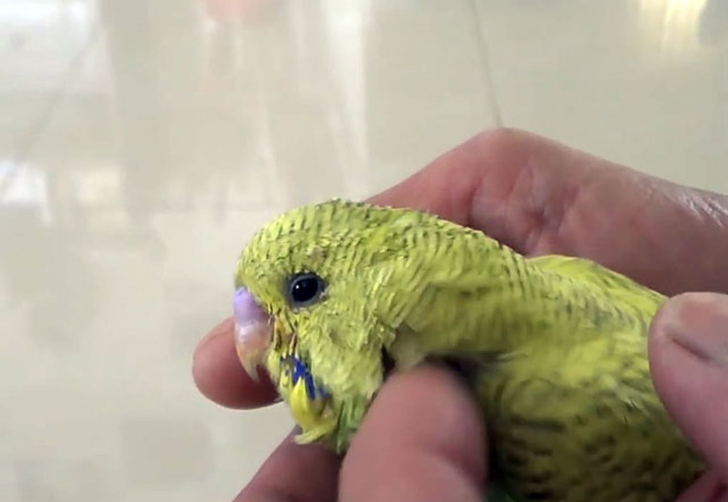 Избавление от блох у попугаев — топ эффективных домашних методов