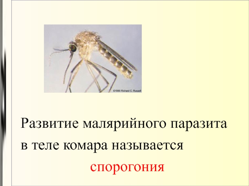 Как размножаются комары: особенности, характерные для летающих кровососов. комар – насекомое-кровопийца когда комары кусают человека