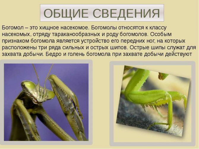 Богомол - чем питается, где обитает и чем знаменито насекомое (115 фото)