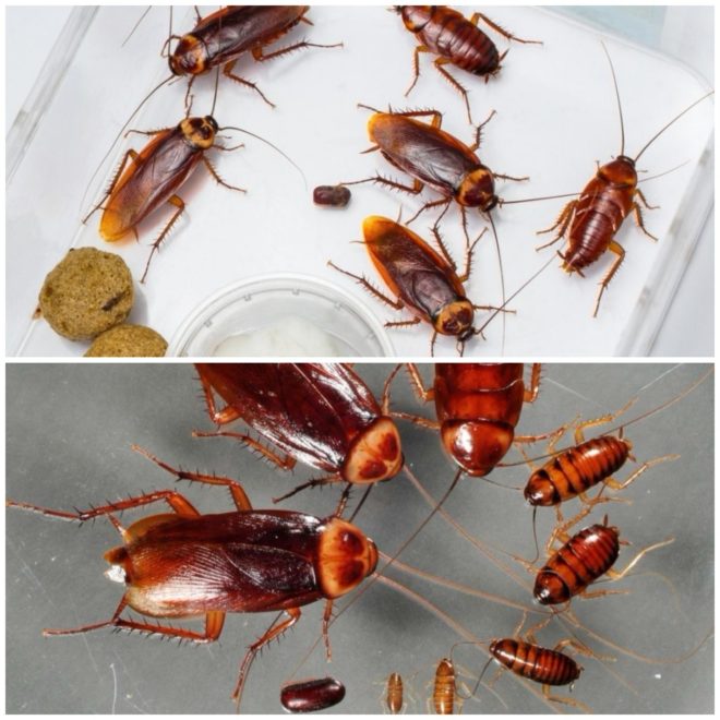 Как быстро размножаются тараканы