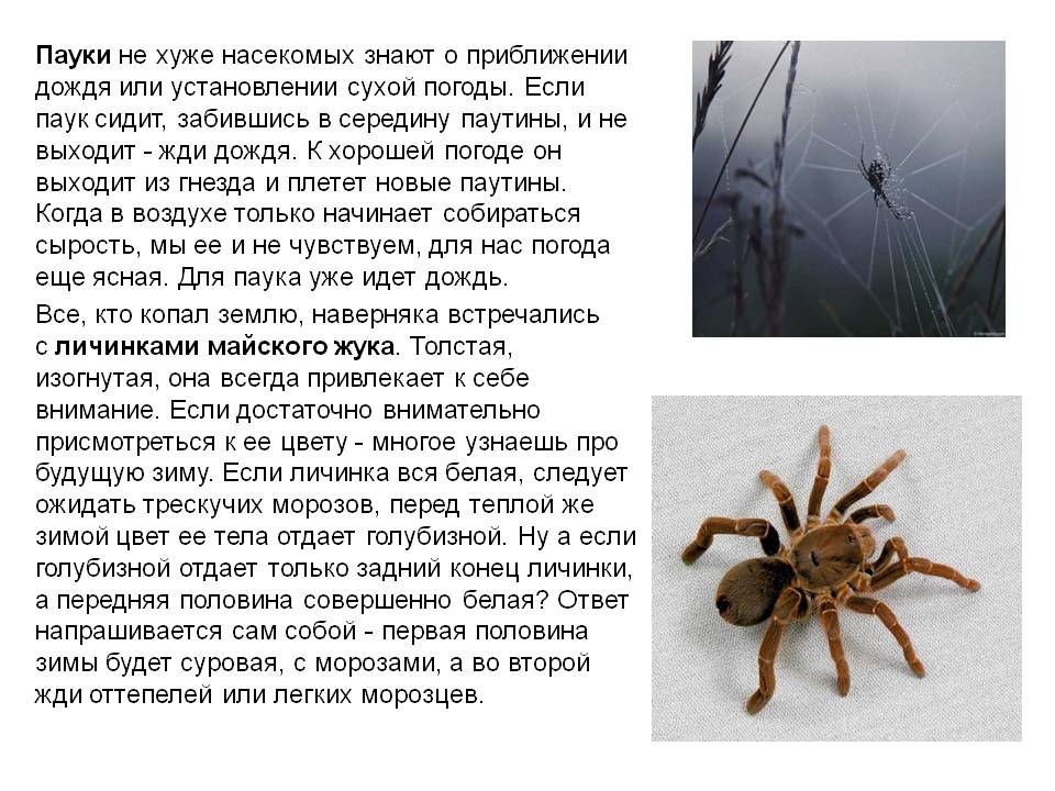 Почему нельзя убивать пауков в доме
