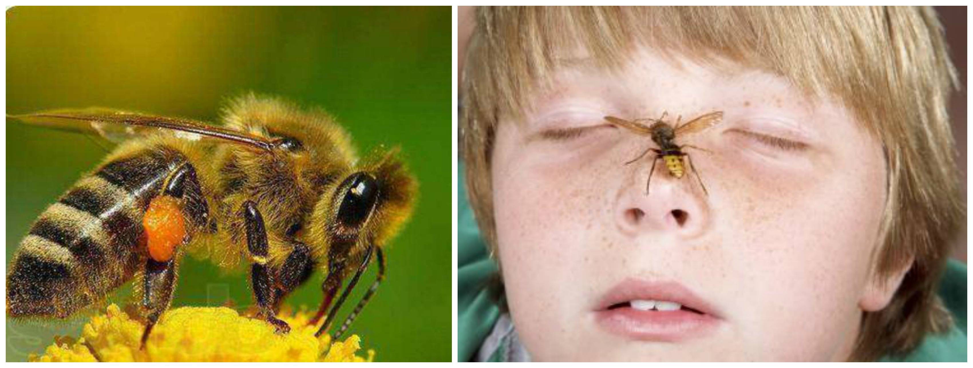 Чего боятся пчелы как от них избавиться. Шмель пчела Оса Шершень укусы.