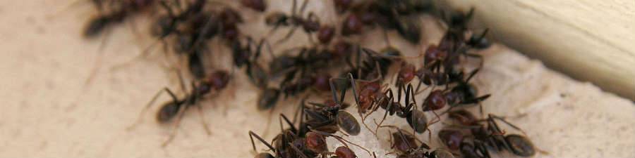 Как избавиться от муравьев в теплице: лучшие современные и “дедовские” методы